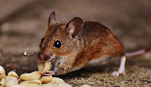 24 Hour & Emergency Exterminators in Dupont City, WV